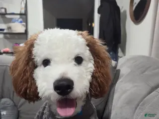 Cavapoo dogs Loki Kingsley - Ad 2