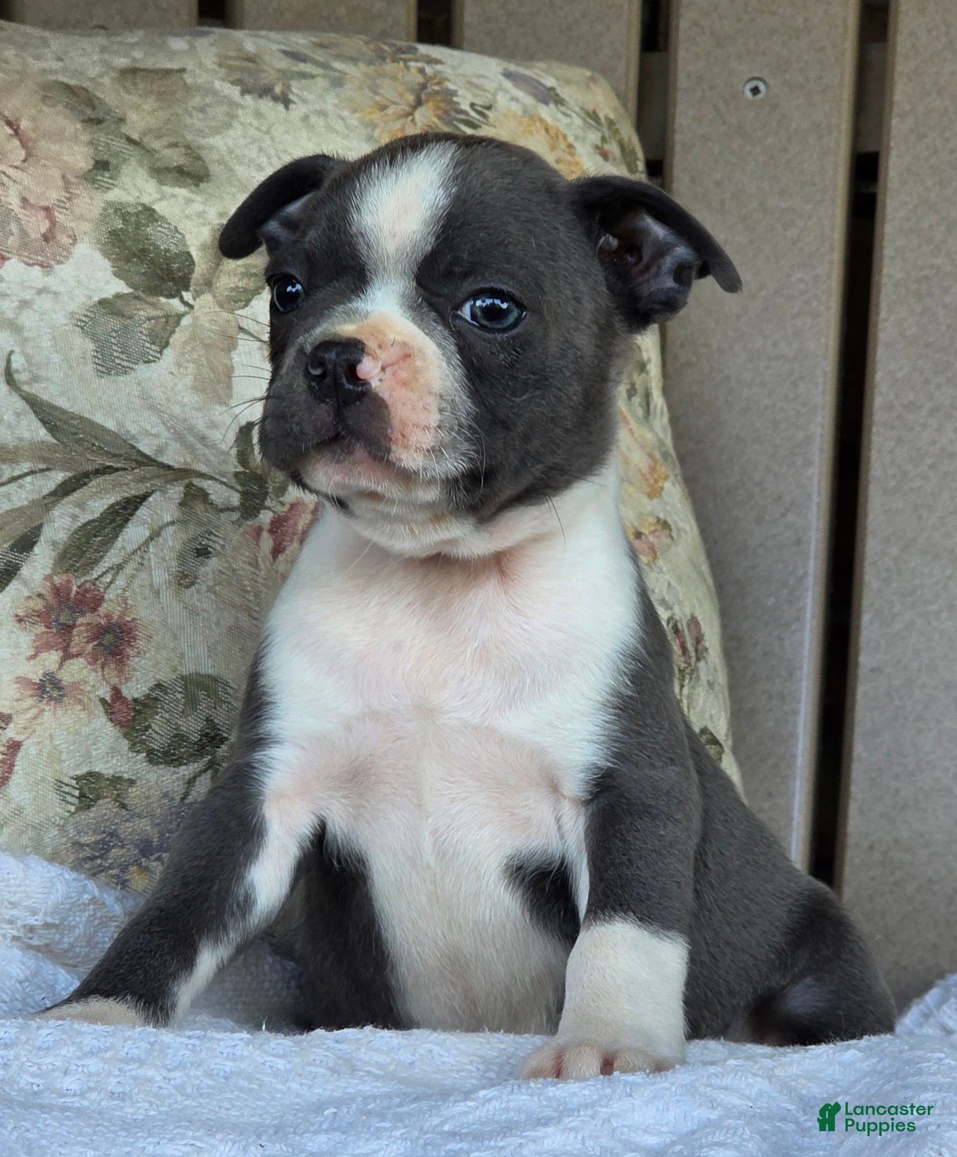 Boston Terrier dogs Riley - Ad 2