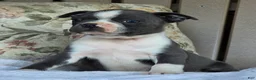 Boston Terrier dogs for sale: Riley - Ad 2