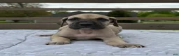 Great Dane dogs for sale: Rotini (Red) - Ad 1