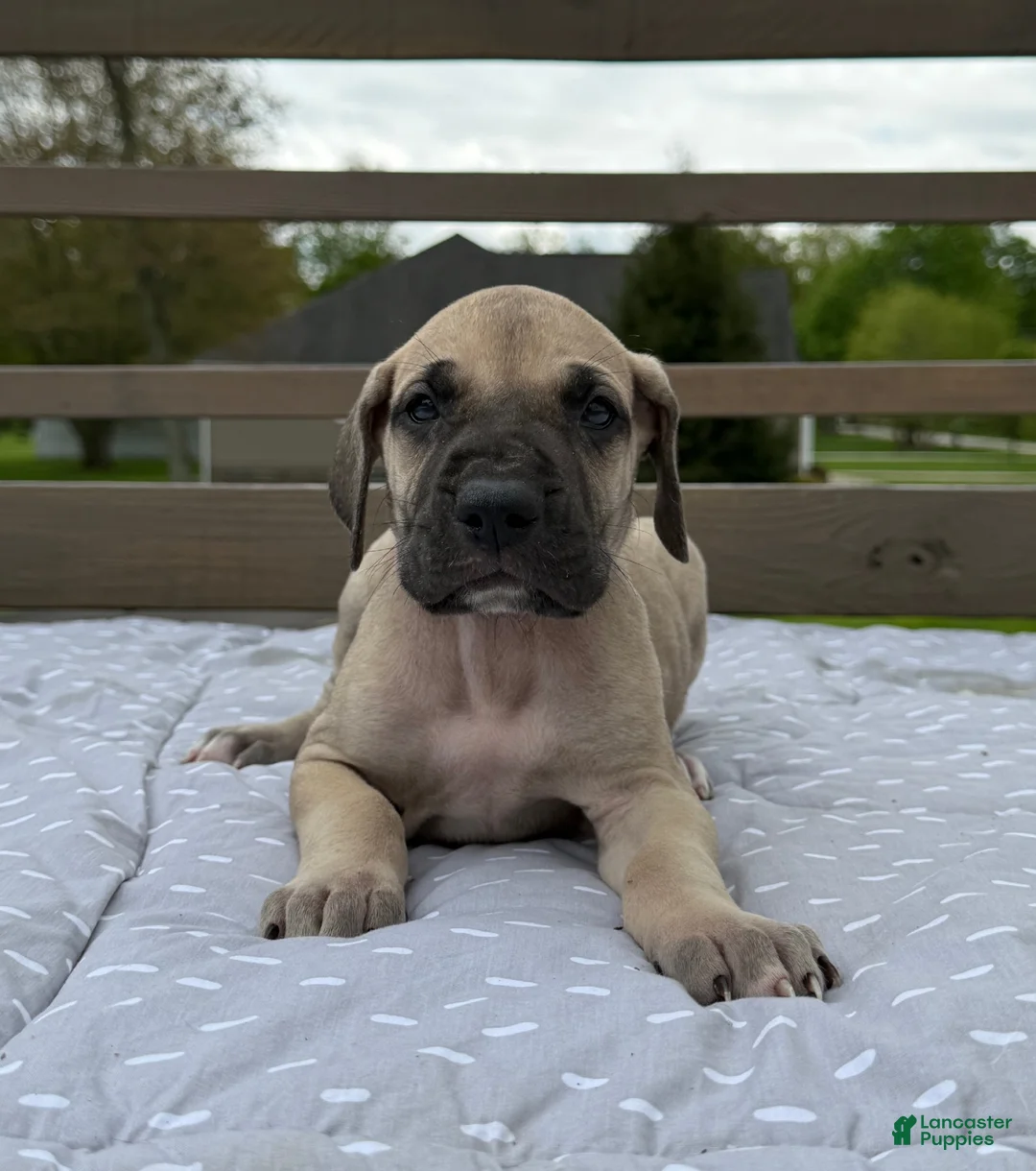 Great Dane dogs for sale: Rotini (Red) - Ad 1