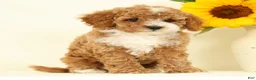 Cavapoo dogs for sale: Maggie - Ad 5