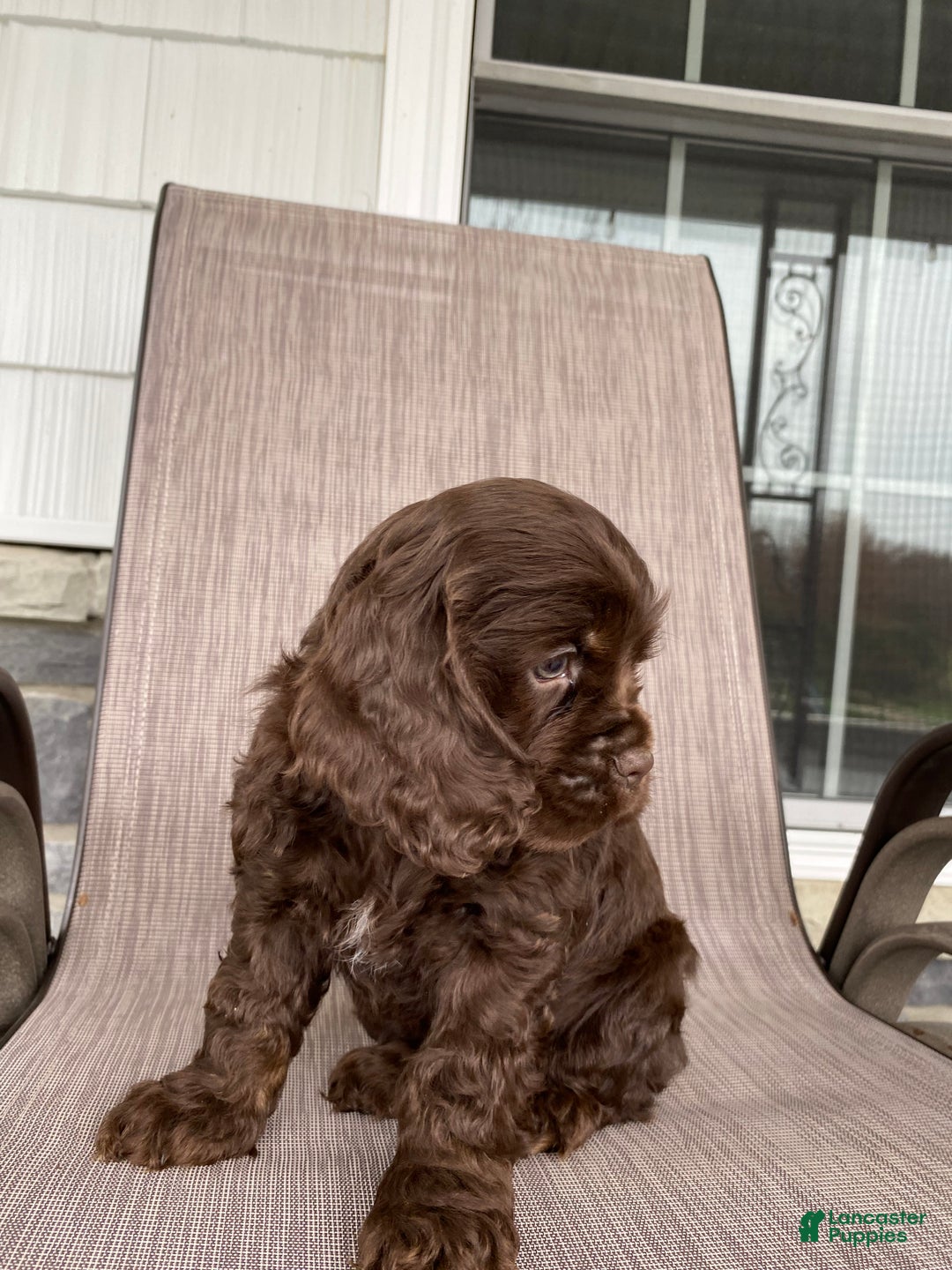 Cocker Spaniel dogs for sale: Chokka - Ad 1