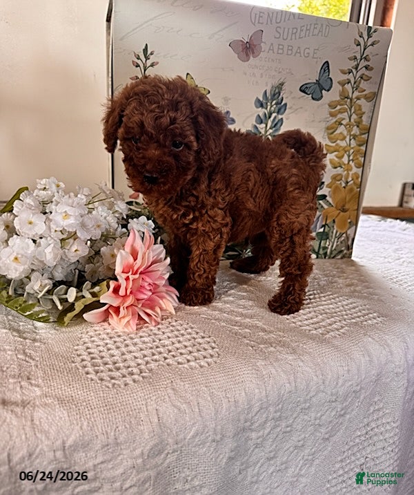 Miniature Poodle dogs Dexter - Ad 2