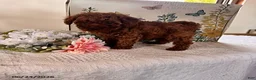 Miniature Poodle dogs for sale: Dexter - Ad 2