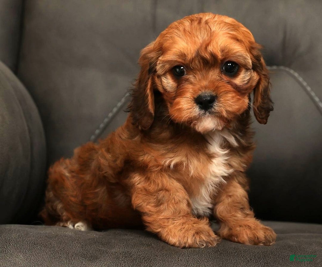 Cavapoo dogs for sale: Cathy - Ad 2