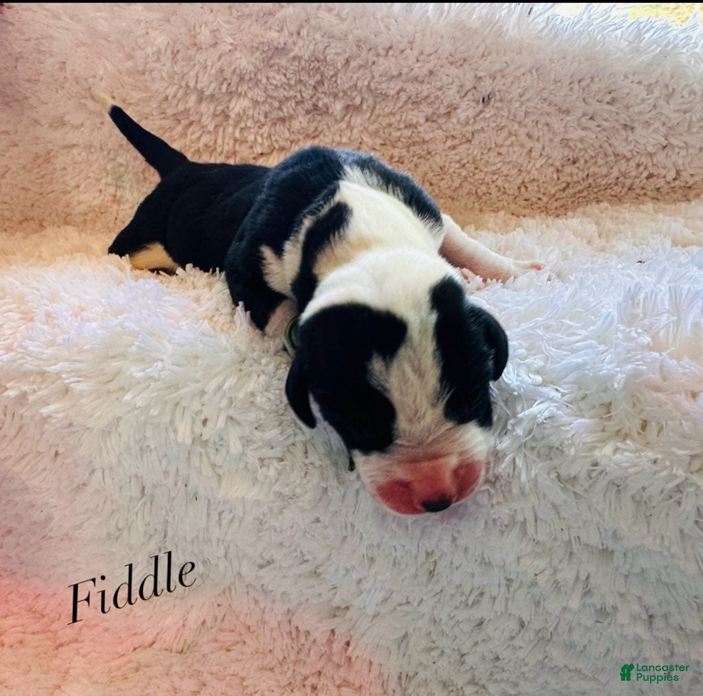 Great Dane dogs Fiddle - Ad 6