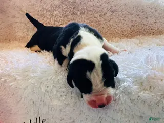 Great Dane dogs Fiddle - Ad 6