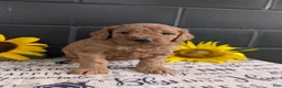 Goldendoodle dogs for sale: Lolly  - Ad 4