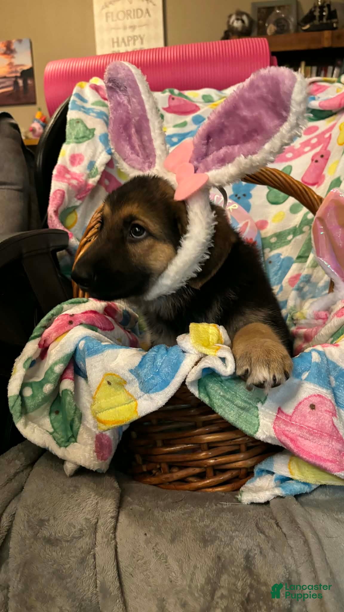 German Shepherd dogs German Shepherd Puppy 4 - Ad 10