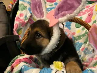 German Shepherd dogs German Shepherd Puppy 4 - Ad 10