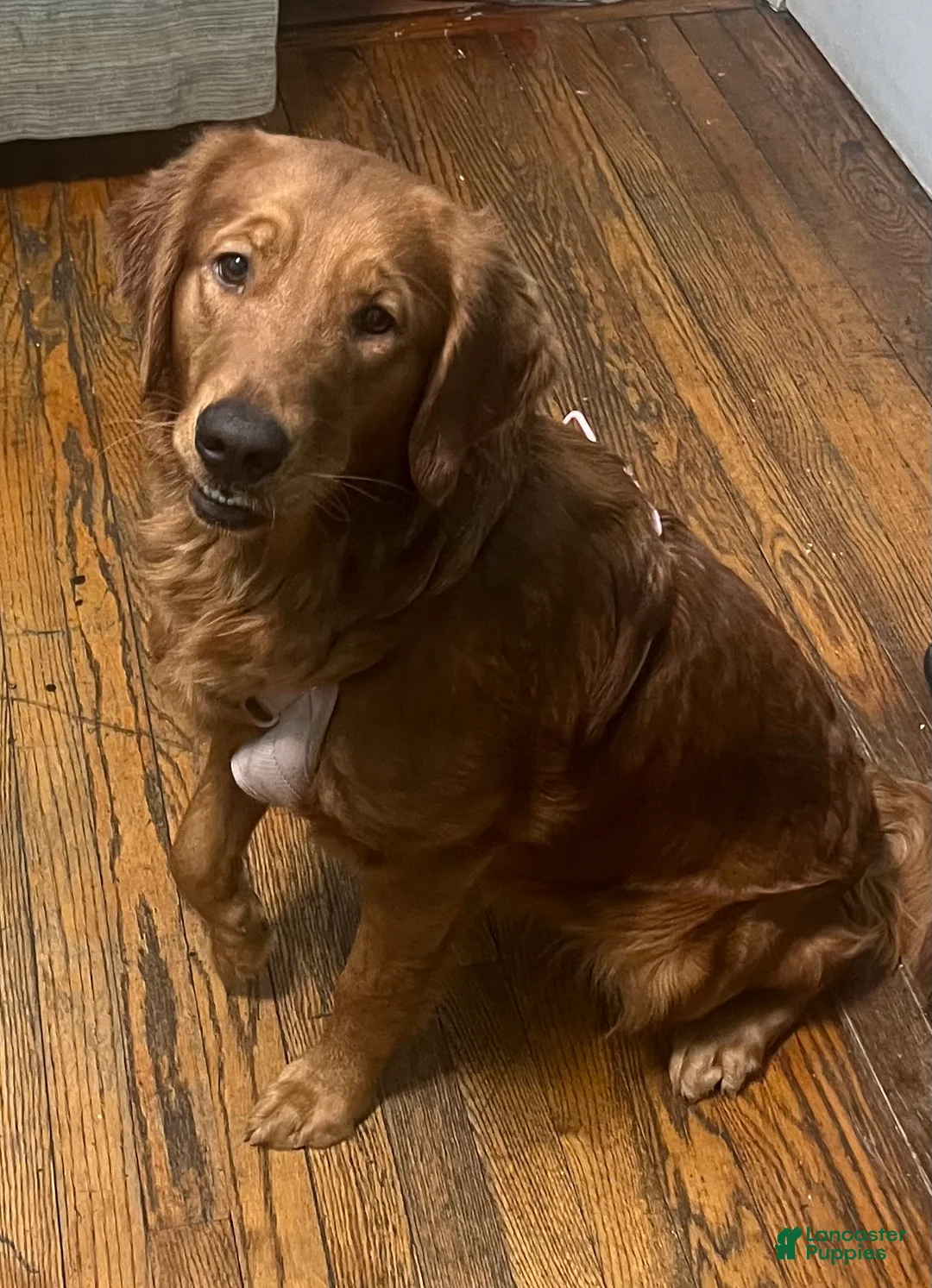 Golden Retriever dogs for sale: Golden Retriever Puppy 1 - Ad 2