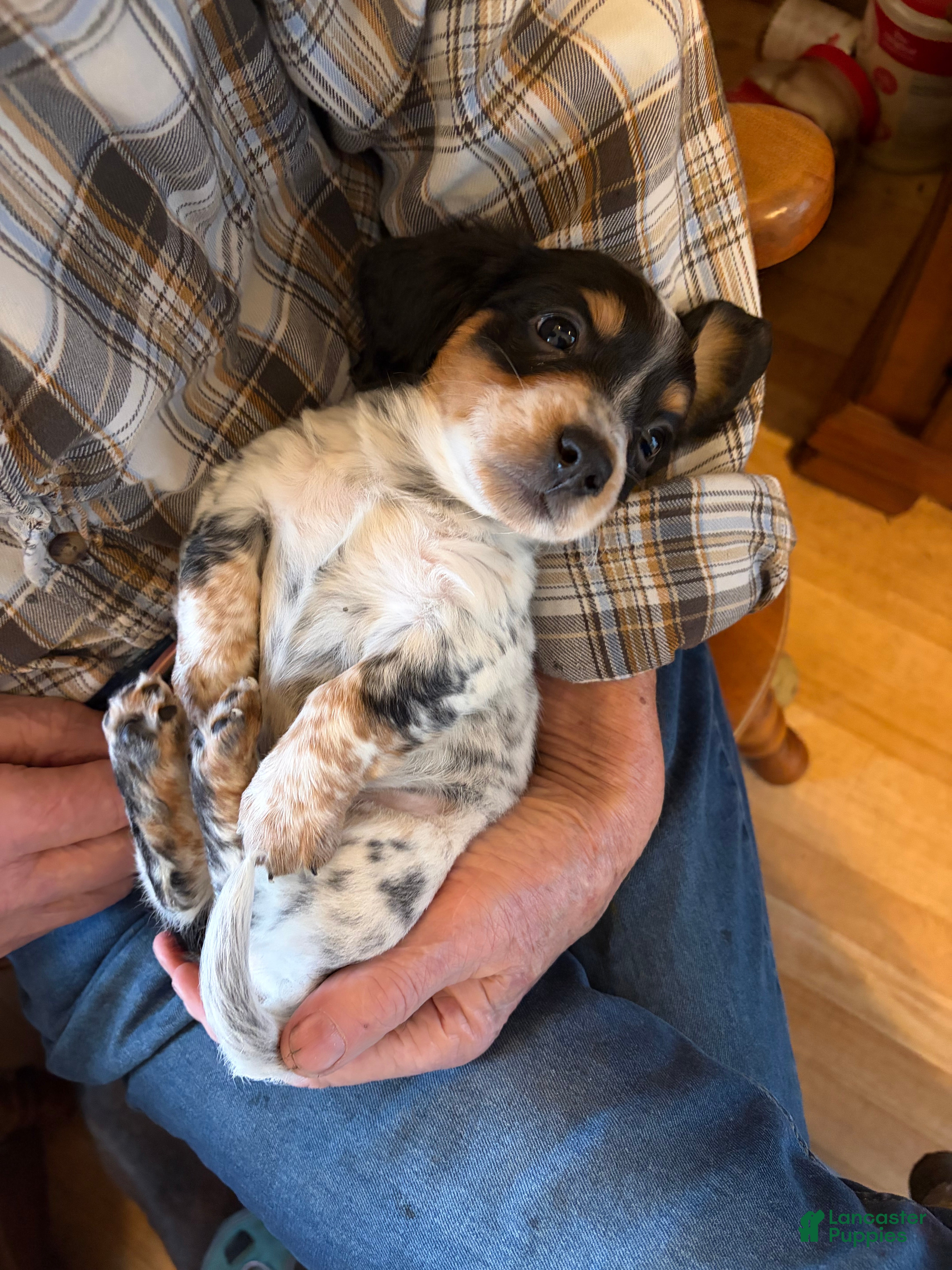 Dachshund dogs Cosmo - Ad 2