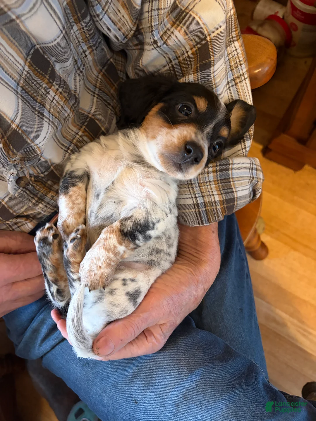 Dachshund dogs for sale: Cosmo - Ad 2