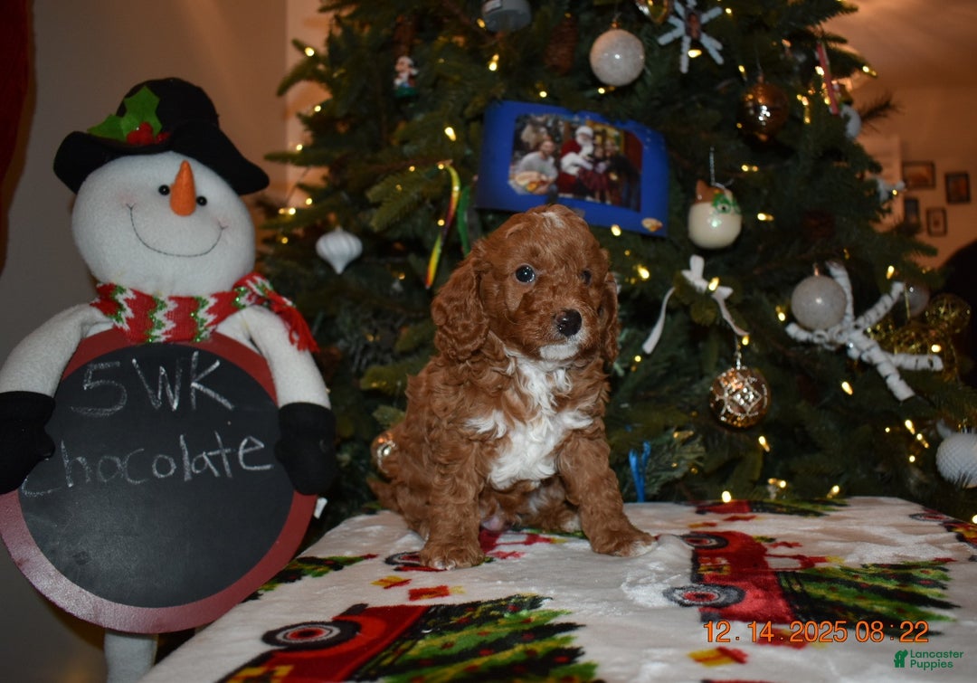 Cavapoo dogs for sale: Chocolate  - Ad 8