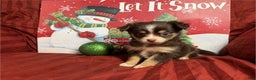 Chihuahua dogs for sale: Chihuahua Puppy 1 - Ad 3