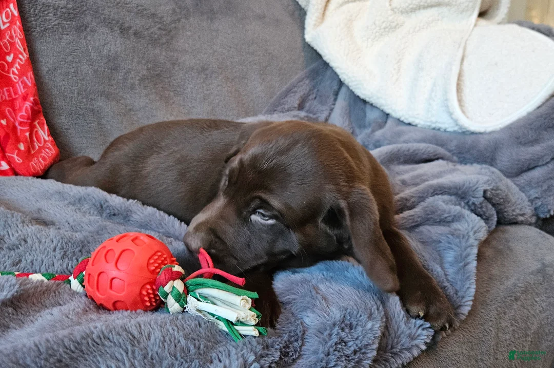 Labrador Retriever dogs for sale: Labrador Retriever Puppy 5 - Ad 3