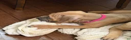 Cane Corso dogs for sale: Mulan - Ad 10
