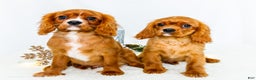 Cavalier King Charles Spaniel dogs for sale: Tiny Tim - Ad 23