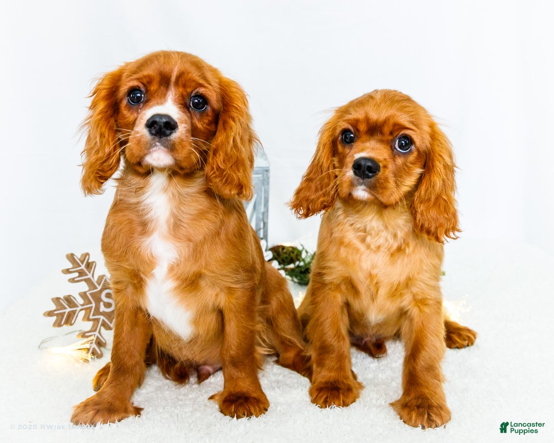 Cavalier King Charles Spaniel dogs for sale: Tiny Tim - Ad 23