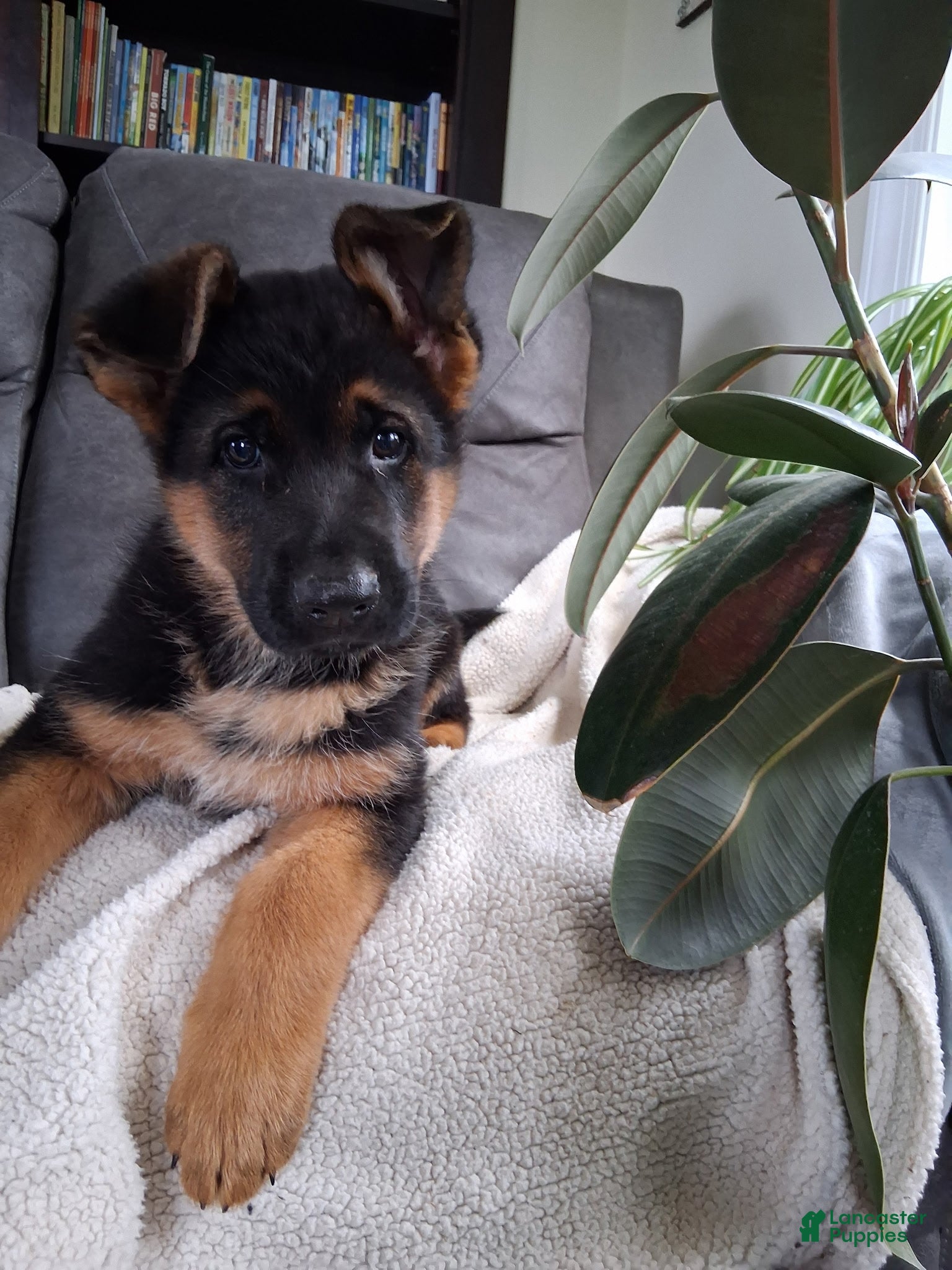 German Shepherd dogs Sasha - Ad 2