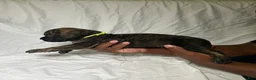 Presa Canario dogs for sale: Presa Canario 12 - Ad 2