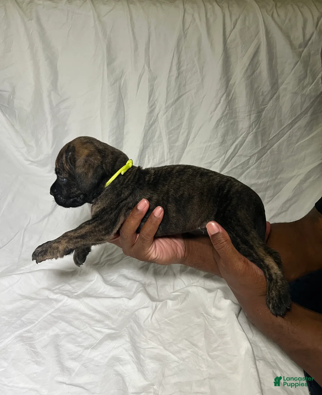 Presa Canario dogs for sale: Presa Canario 12 - Ad 2
