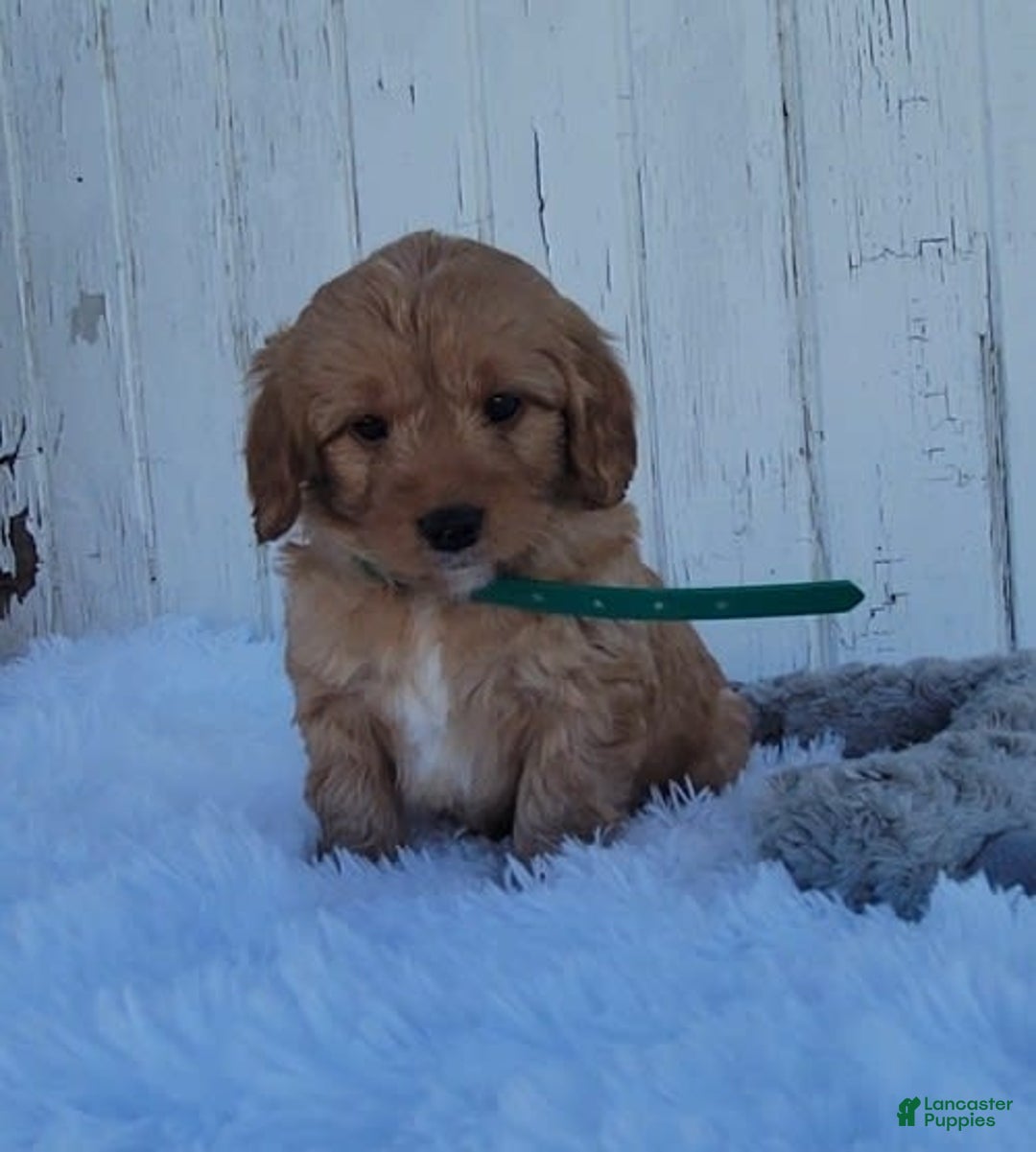 Gallery Image {{count}}