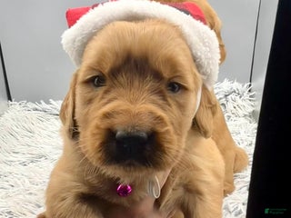 Golden Retriever dogs Golden Retriever Puppy - Stella - Ad 10