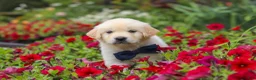 Golden Retriever dogs for sale: Burnell - Ad 13