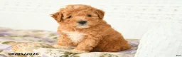 Miniature Poodle dogs for sale: Asher - Ad 3
