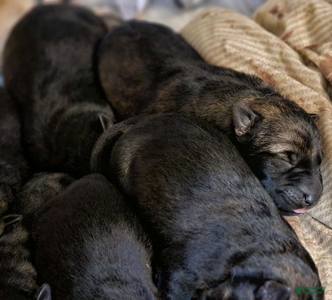 German Shepherd dogs for sale: German Shepherd Puppy 1 - Ad 28