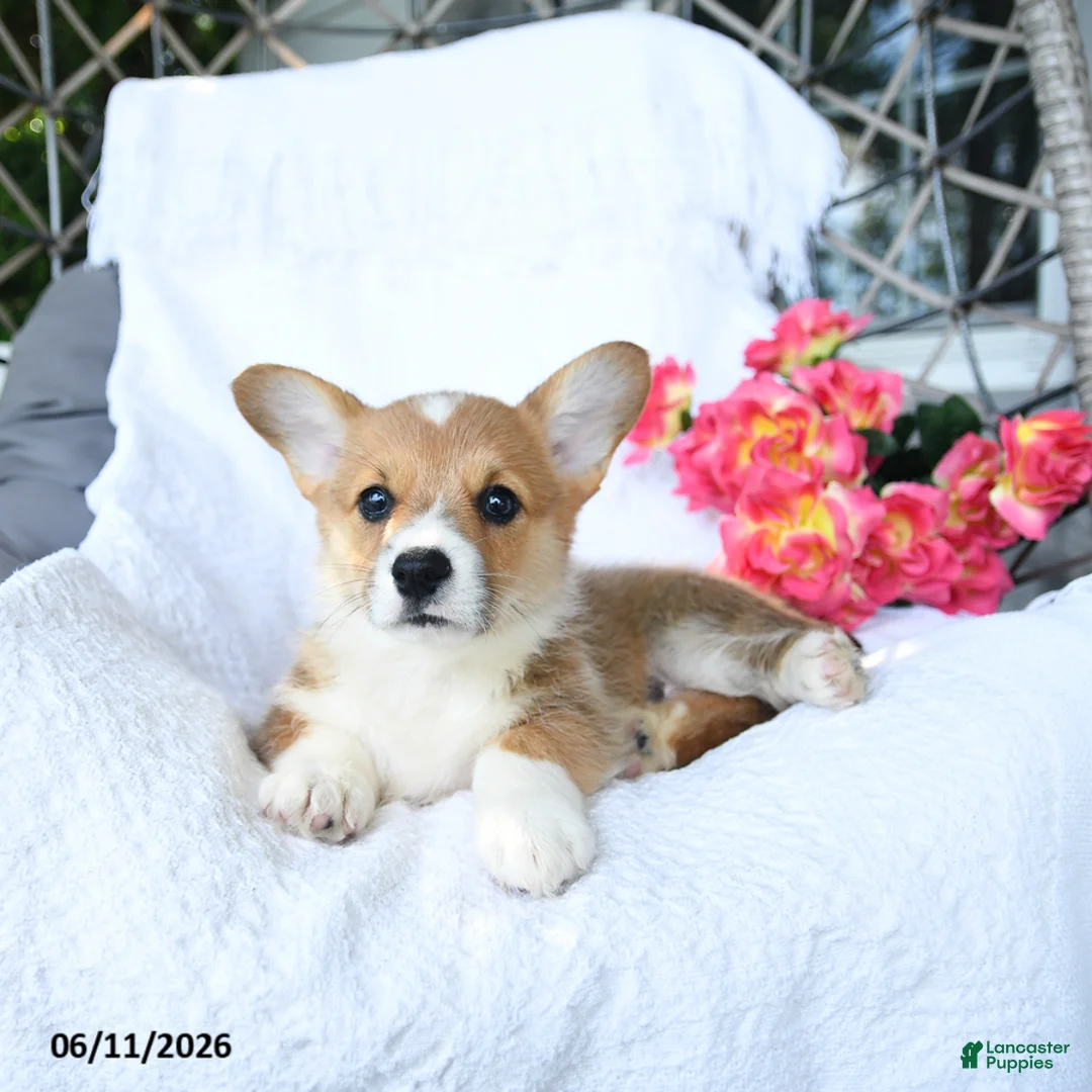 Welsh Corgi Pembroke dogs for sale: Kisses - Ad 1