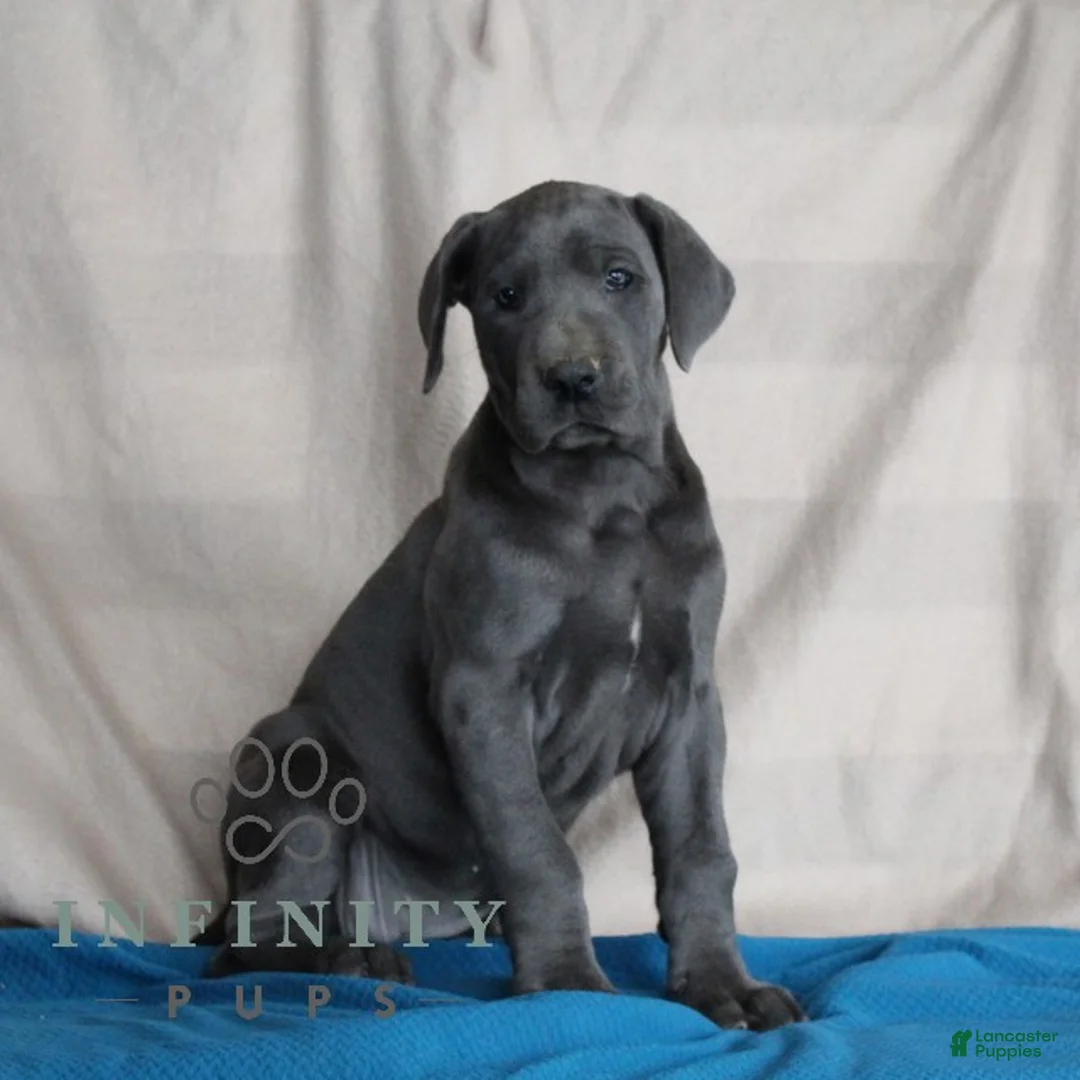 Great Dane dogs for sale: Blue - Ad 1