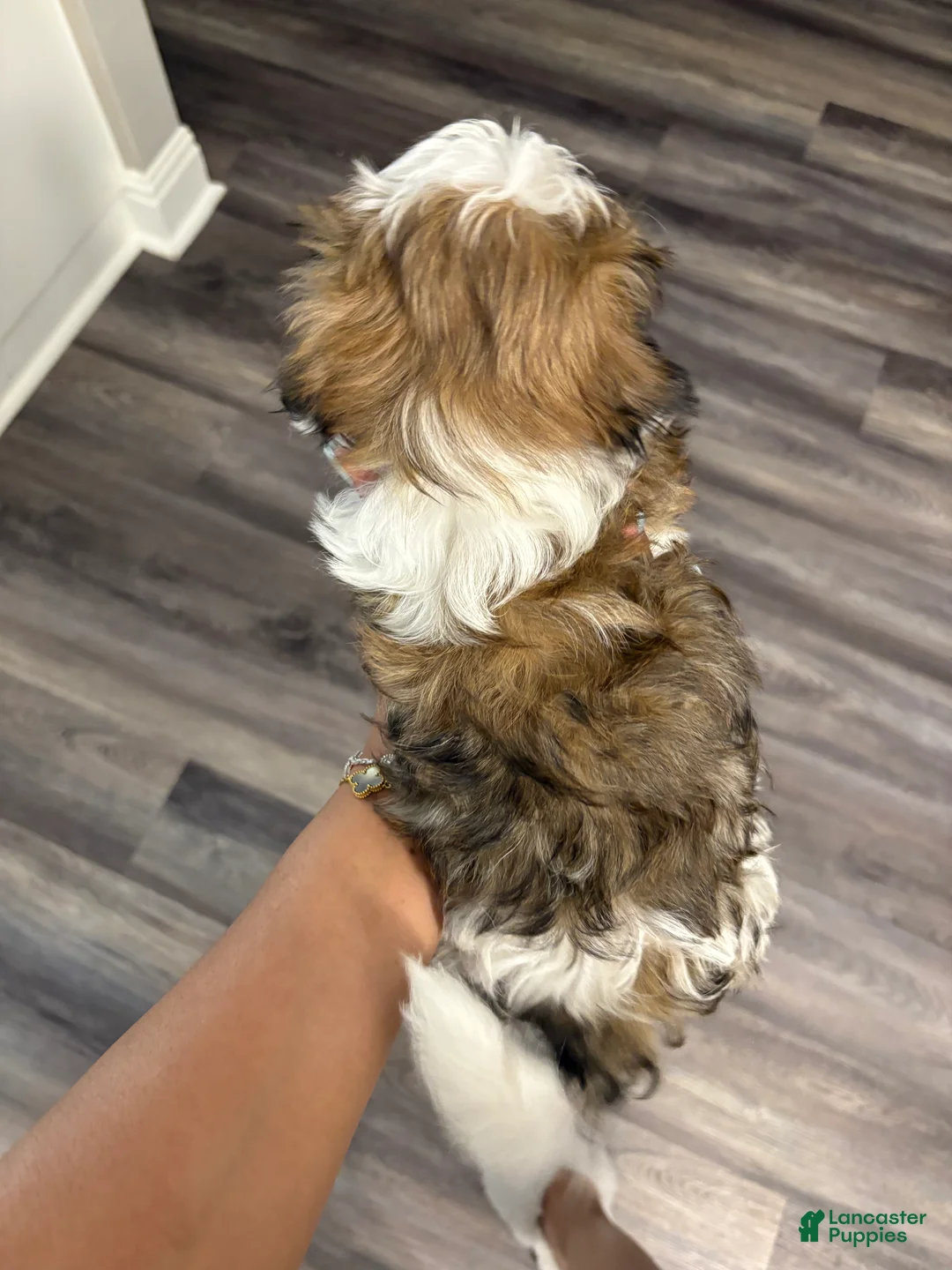 Shih Tzu dogs for sale: POPPA  - Ad 2