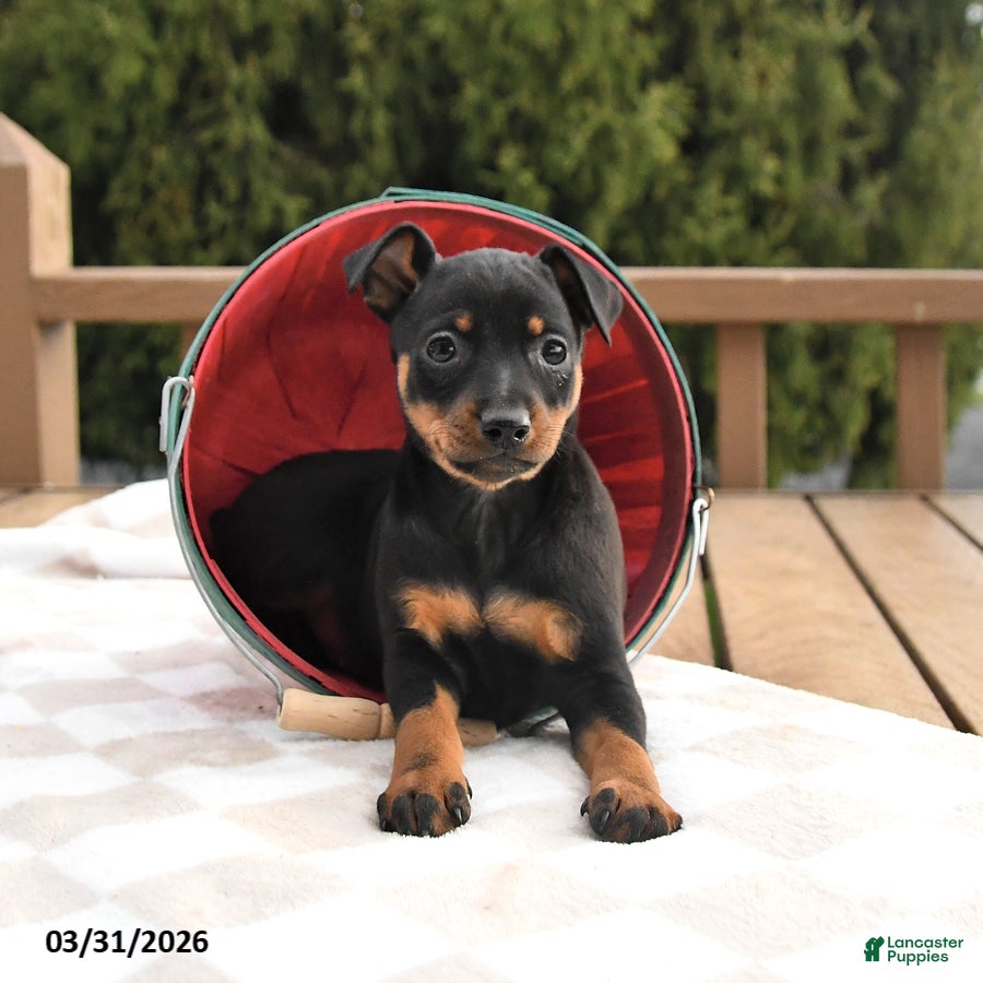 Miniature Pinscher dogs Tulip - Ad 2