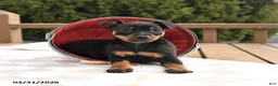 Miniature Pinscher dogs for sale: Tulip - Ad 2