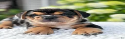 Mixed Breed dogs for sale: Olly - Ad 1