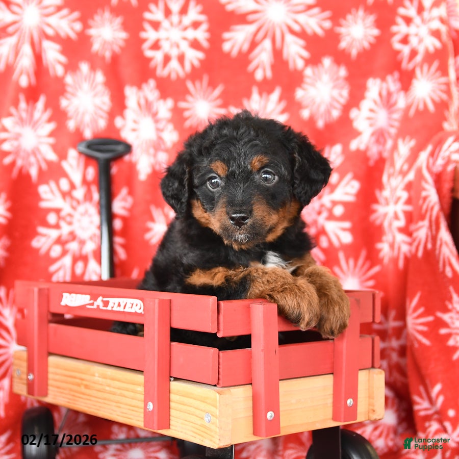 Mixed Breed dogs Tessa - Ad 2