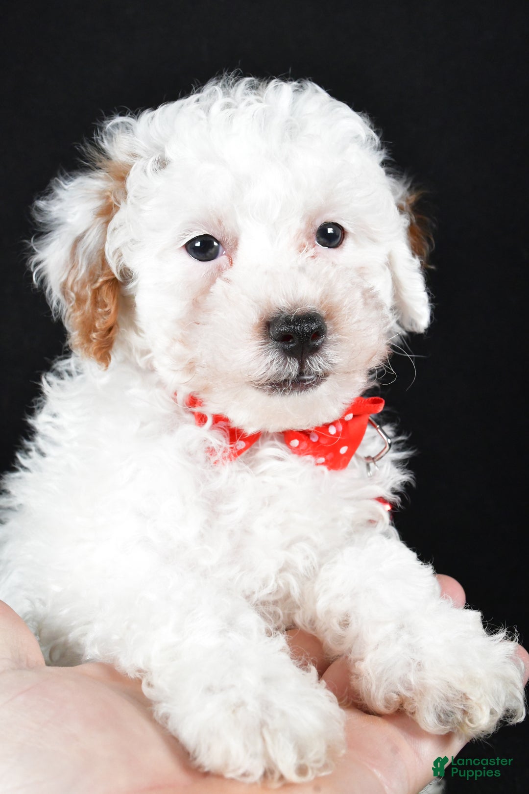 Miniature Poodle dogs for sale: Falcon - Ad 9