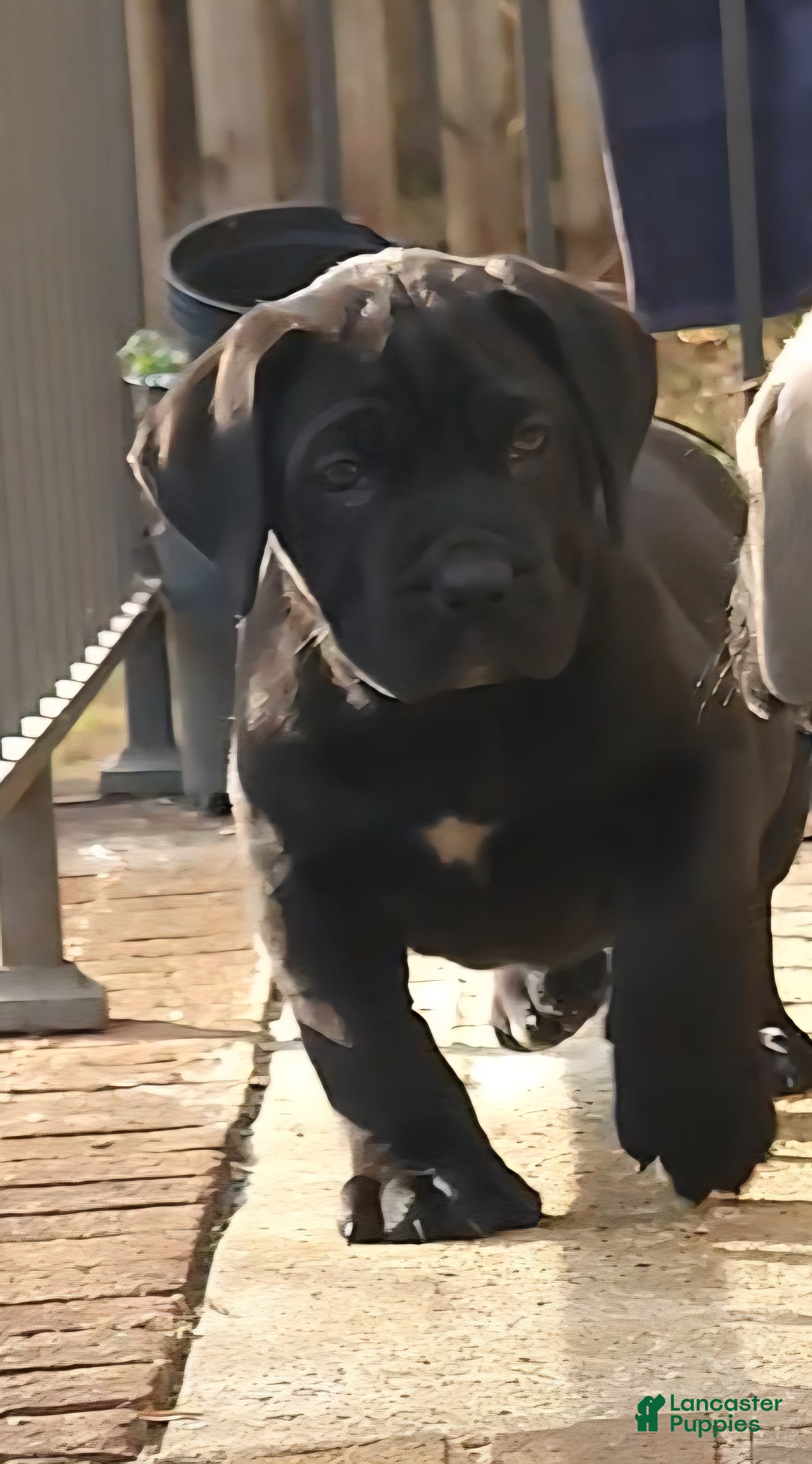 South African Boerboels dogs Blacky - Ad 7