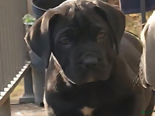 South African Boerboels dogs Blacky - Ad 7