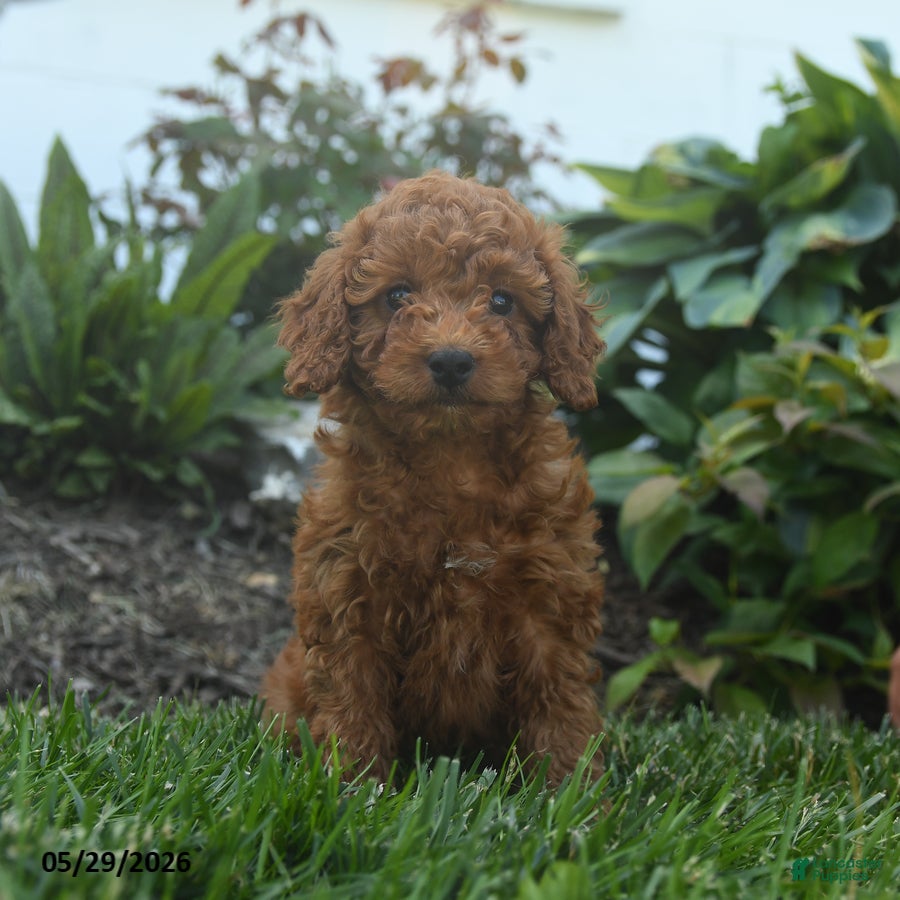 Mini Goldendoodle dogs Nellie - Ad 1