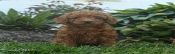 Mini Goldendoodle dogs for sale: Nellie - Ad 1