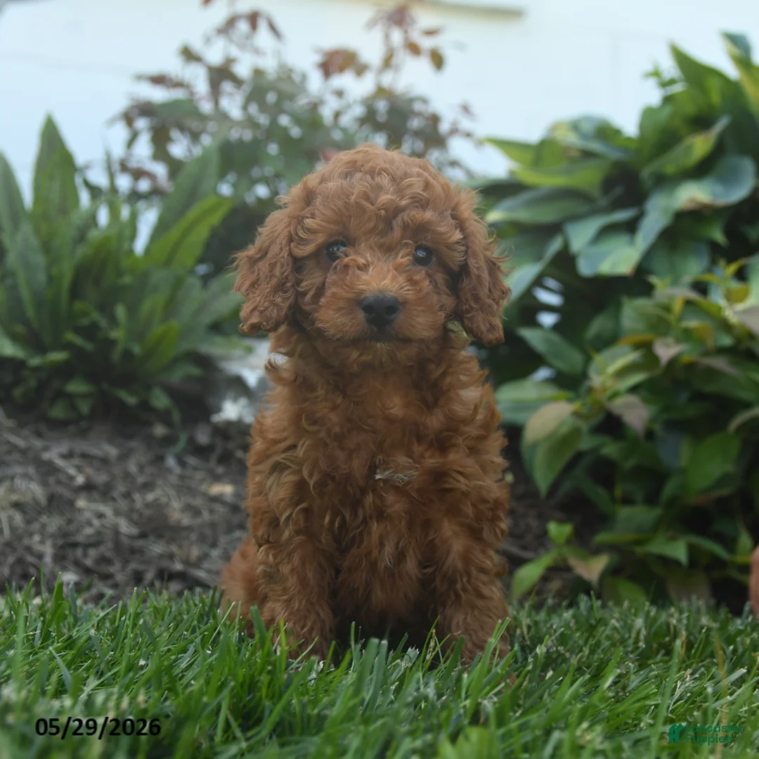 Mini Goldendoodle dogs for sale: Nellie - Ad 1