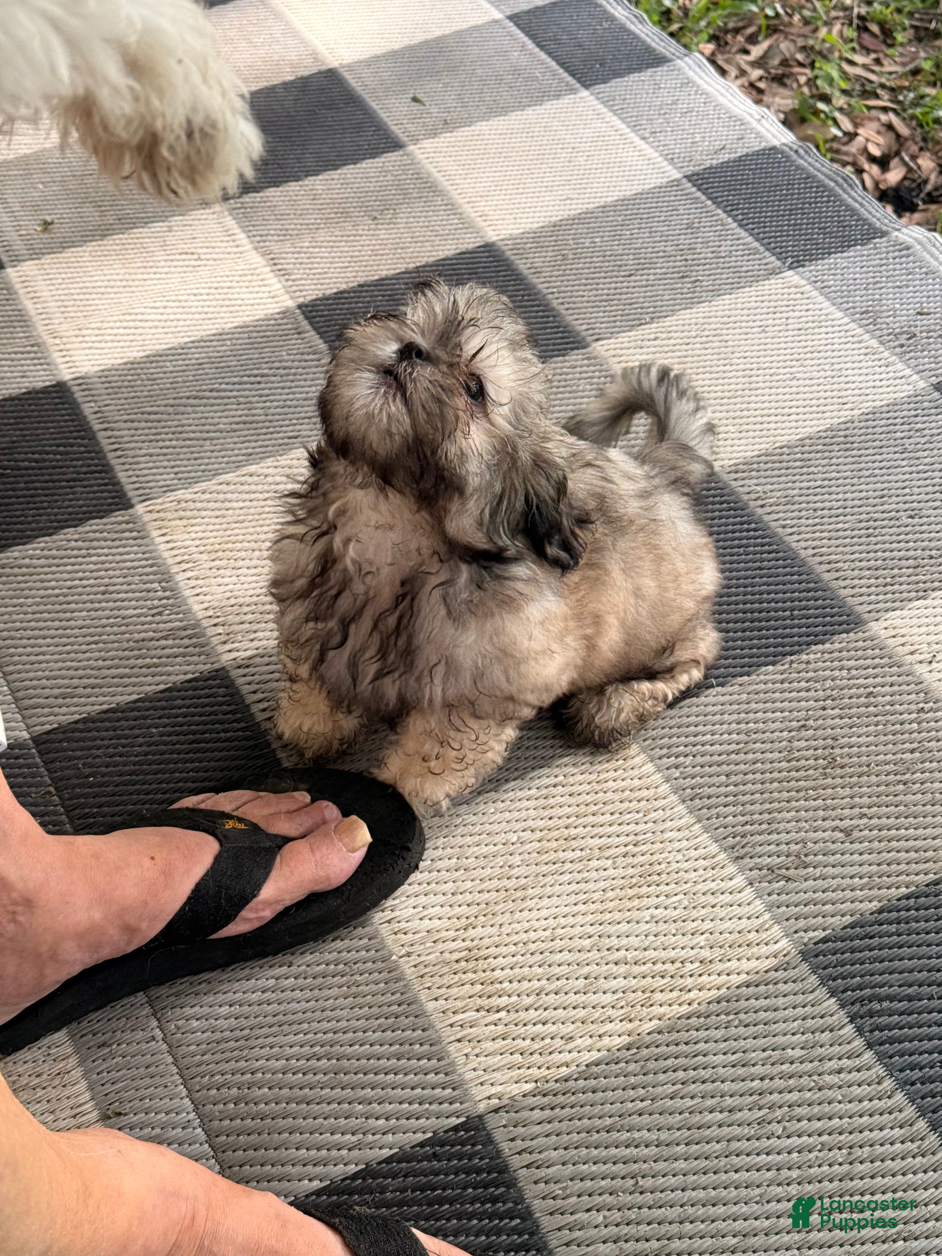 Shih Tzu dogs Shih Tzu Puppy 1 - Ad 1