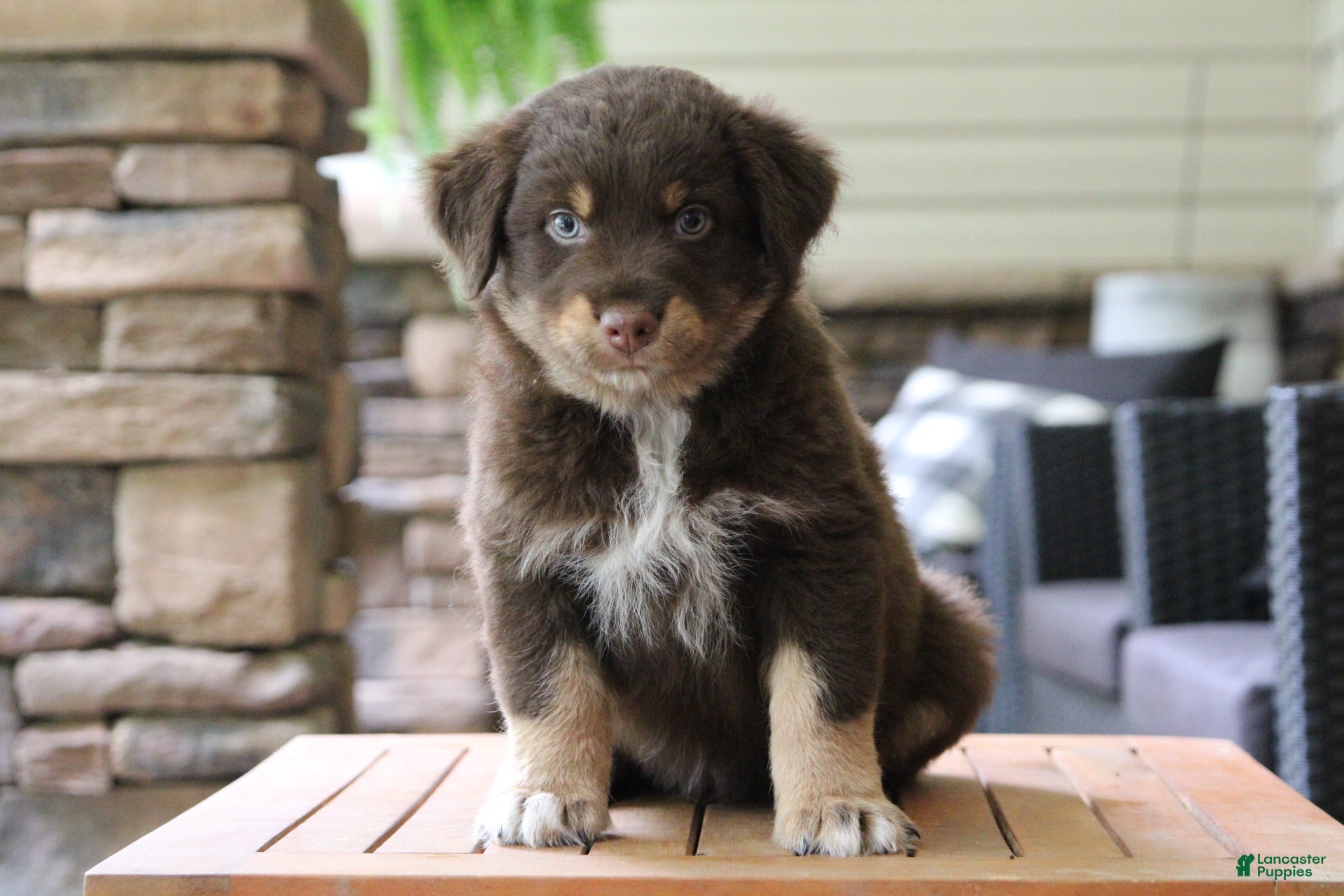 Australian Shepherd dogs forrest - Ad 1