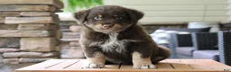 Australian Shepherd dogs for sale: forrest - Ad 1