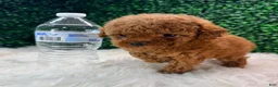Toy Poodle dogs for sale: Phoenix  - Ad 1