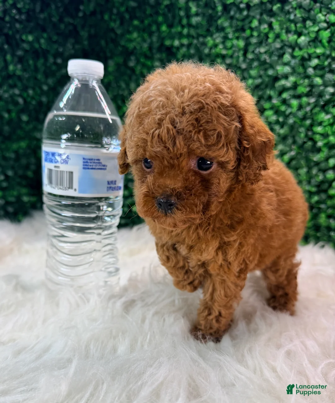 Toy Poodle dogs for sale: Phoenix  - Ad 1